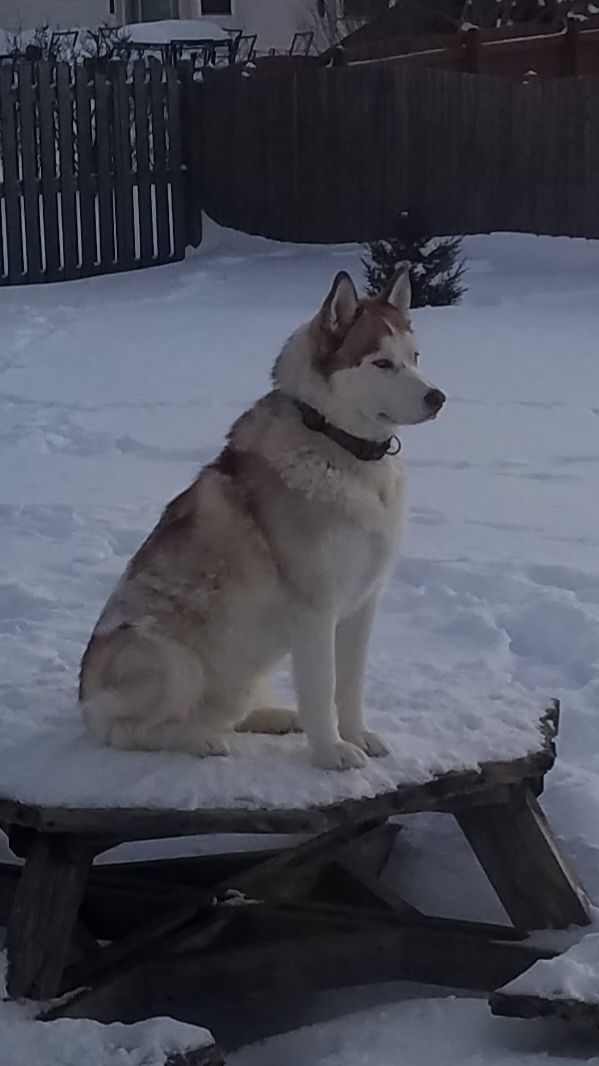 Jacqueline Jones: Husky